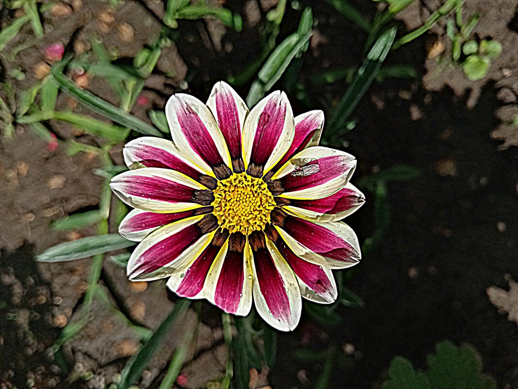 Цветы. - Владимир Драгунский