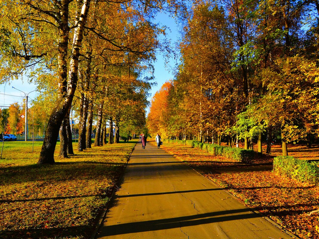 Чебоксары. Осенняя аллея пр. Ивана Яковлева. - Пётр Чернега Чебоксары. Осенняя аллея пр. Ивана Яковлева. - Пётр Чернега