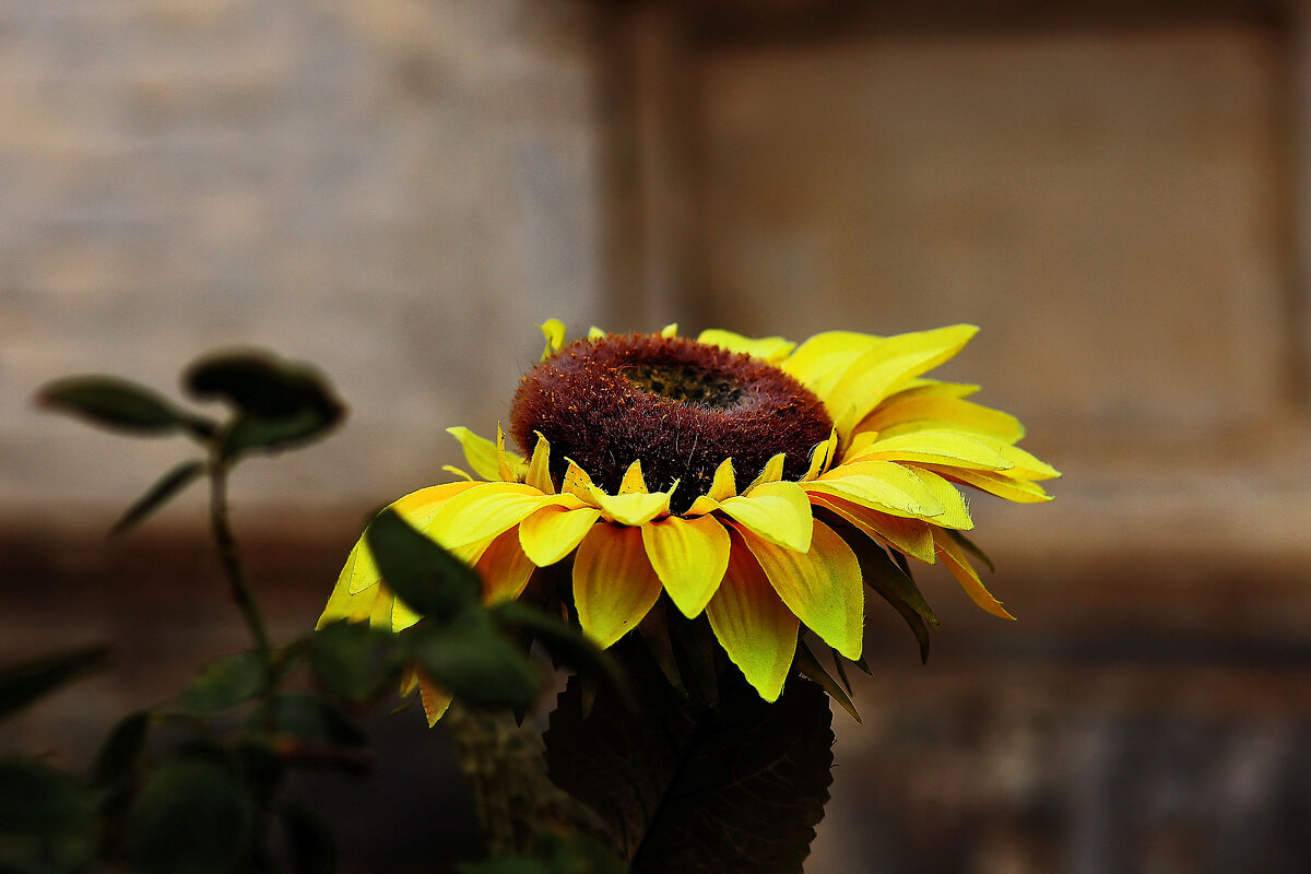 Цветочек - Юрий Гайворонскiий