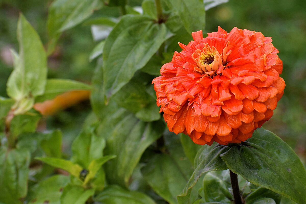 Яркая, дерзкая, стойкая циния. - Татьяна Помогалова Яркая, дерзкая, стойкая циния. - Татьяна Помогалова