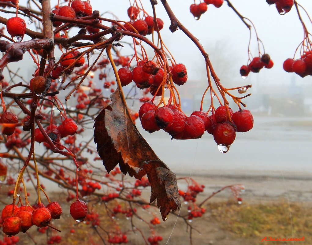 И снова дождик моросит туманным утром. - Андрей Заломленков И снова дождик моросит туманным утром. - Андрей Заломленков