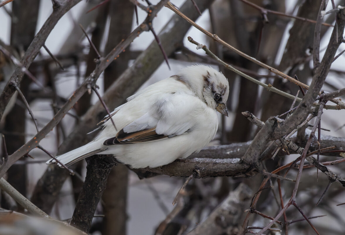 из жизни воробьев.белый воробей. - юрий макаров из жизни воробьев.белый воробей. - юрий макаров