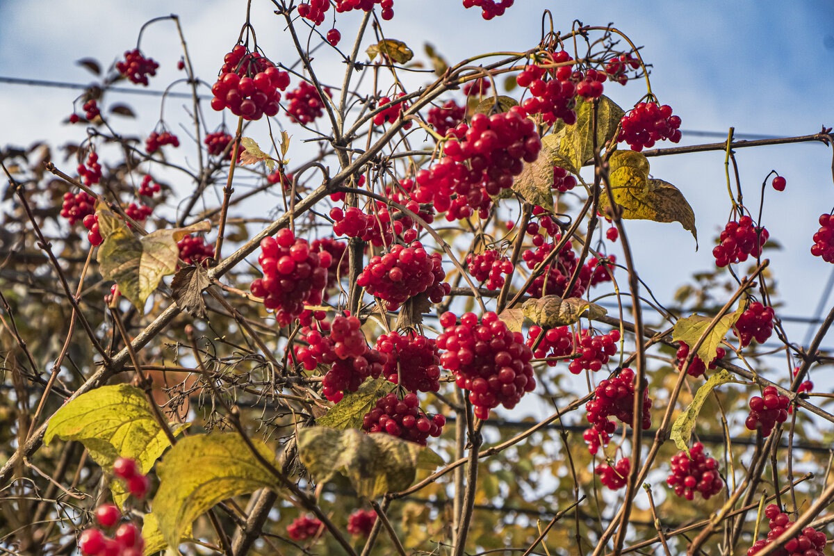 Калина вызрела. - Петр Беляков Калина вызрела. - Петр Беляков