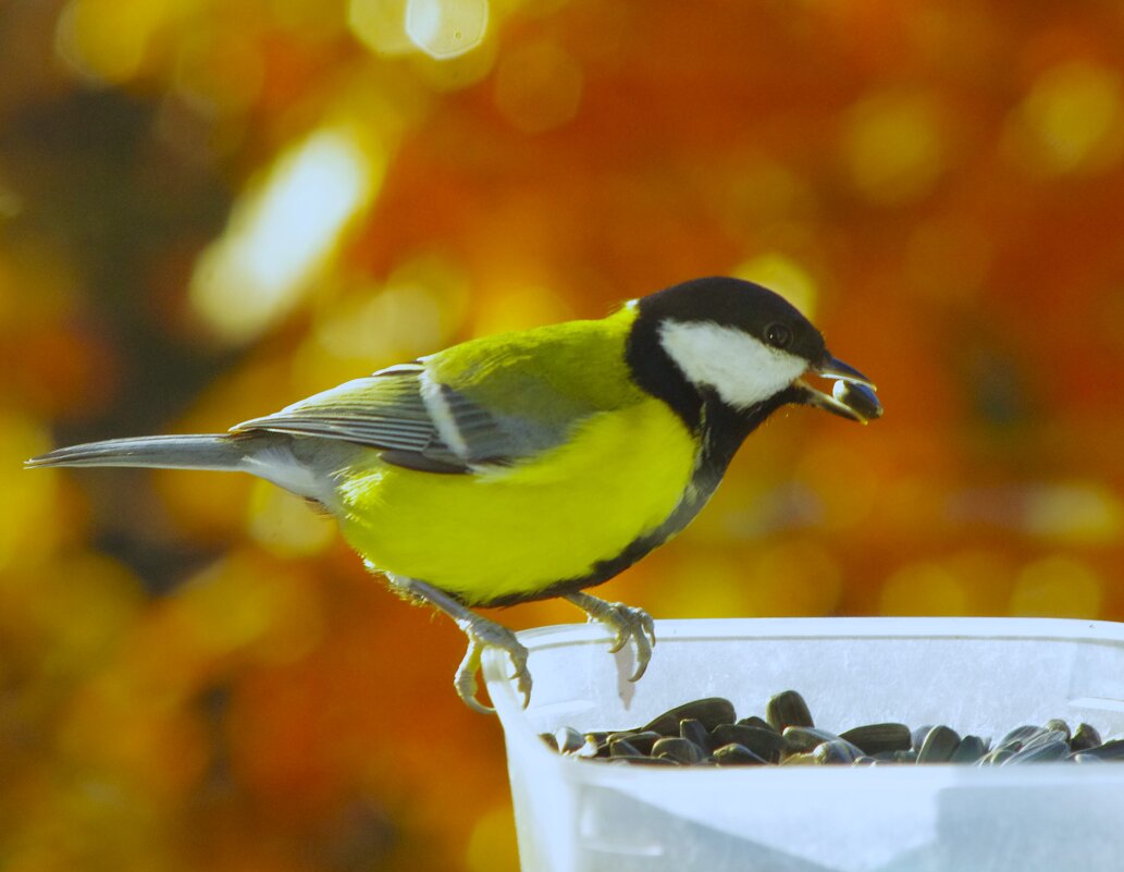 "Простая" синица - Юрий Куликов