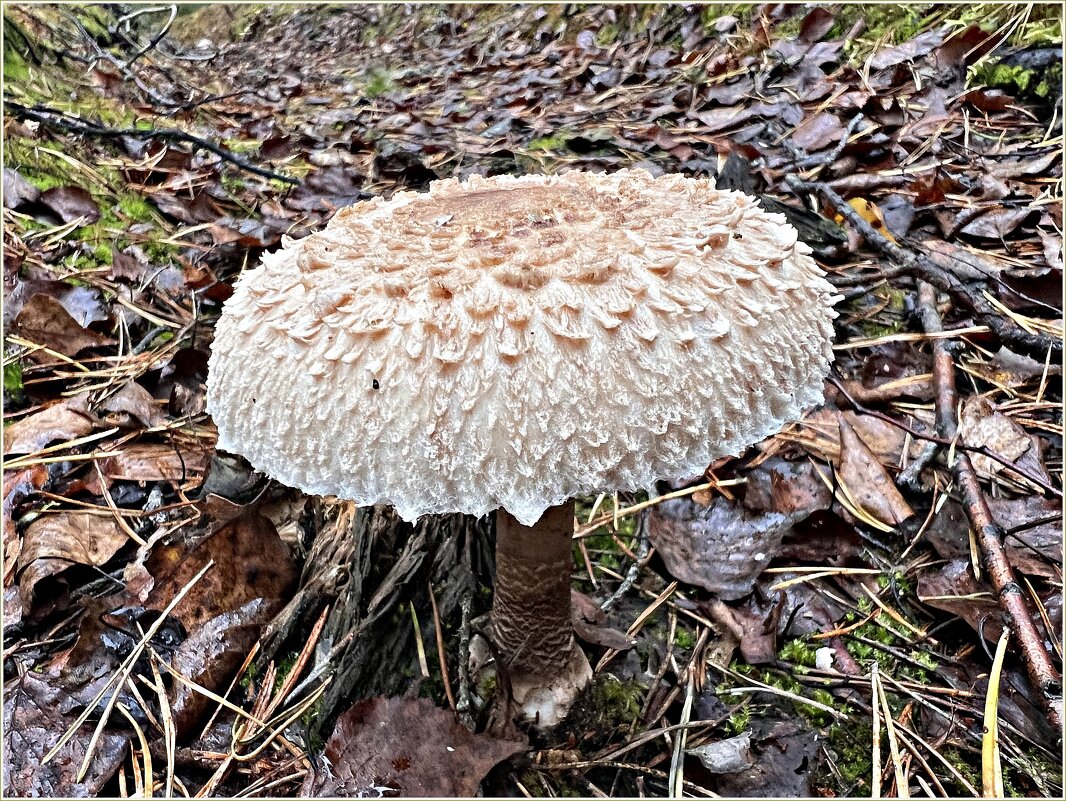 Зонтик. - Валерия Комова