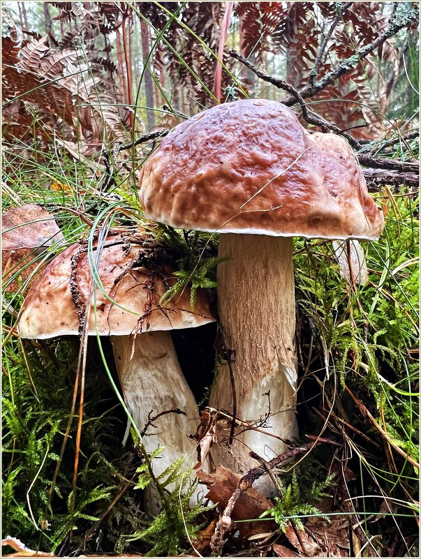 Грибочки, наверное, последние. - Валерия Комова Грибочки, наверное, последние. - Валерия Комова