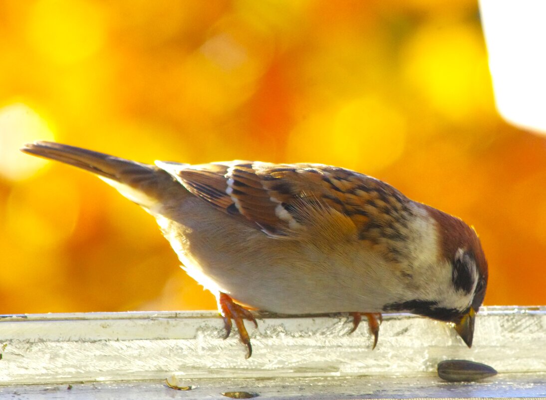 "Не пускают к кормушке, ладно - семечко нашёл !" - Юрий Куликов "Не пускают к кормушке, ладно - семечко нашёл !" - Юрий Куликов