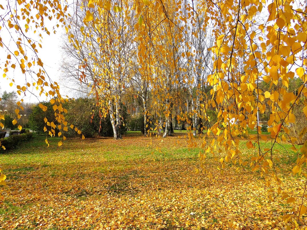 *** - Лариса С.