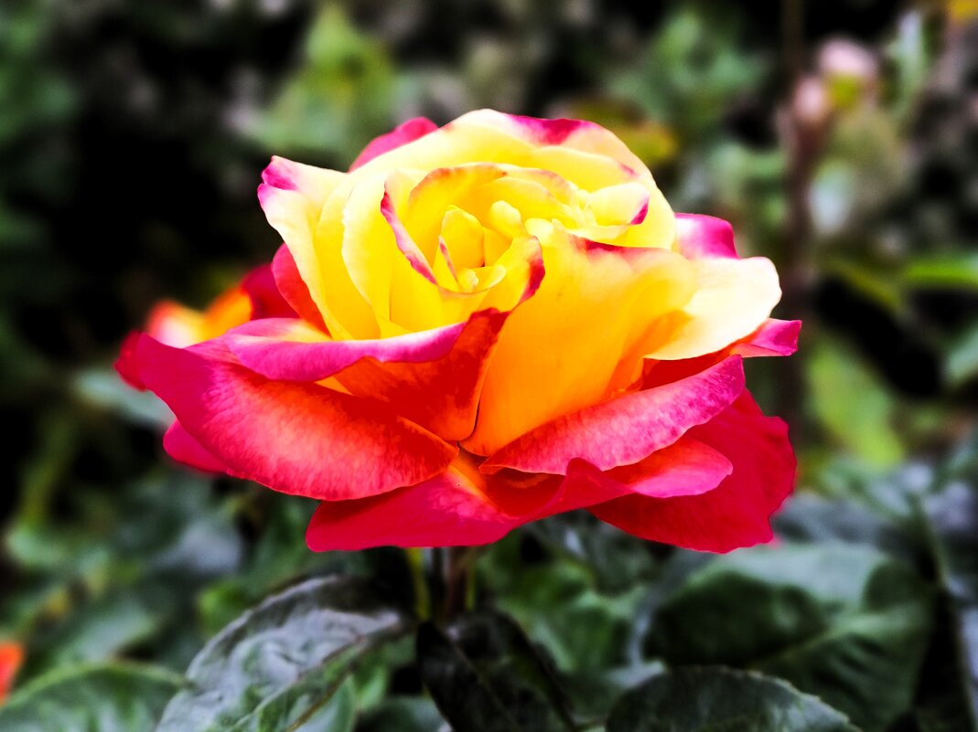 Роза - Наталья 