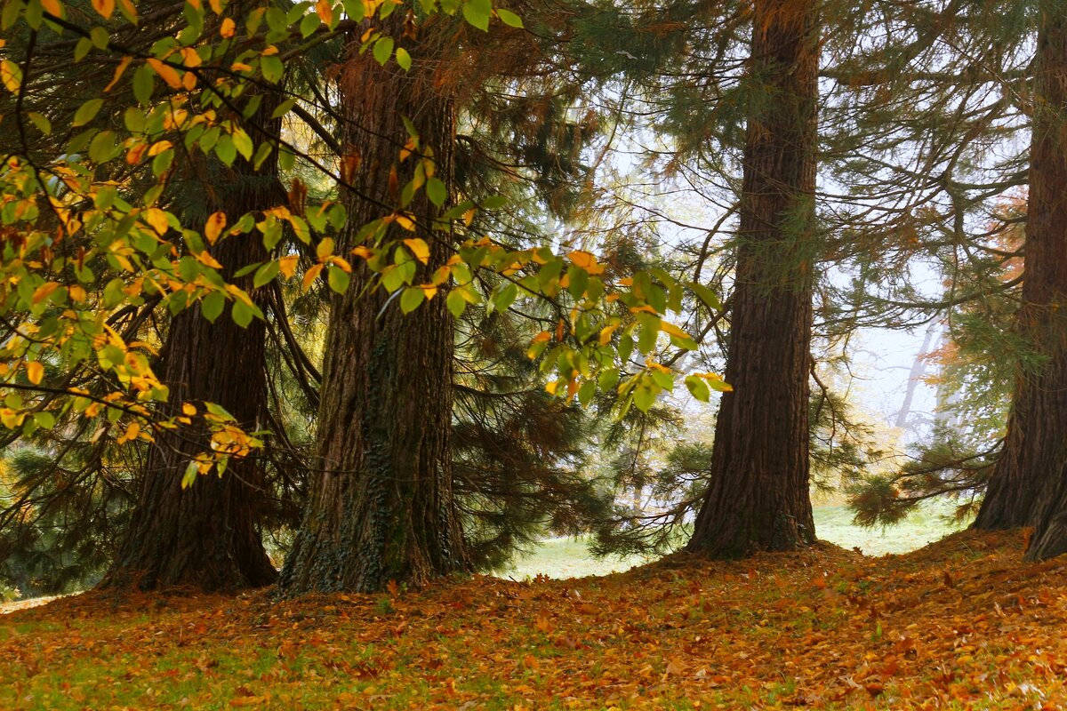 В осеннем лесу - Юрий. Шмаков