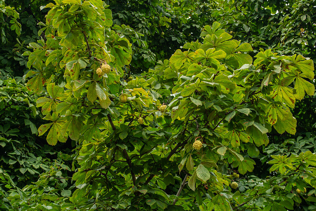 Каштаны - Ирина Соловьёва