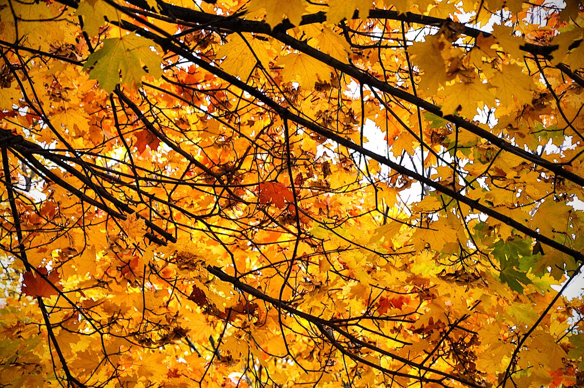 Осенние кружева,,, - Анатолий Колосов