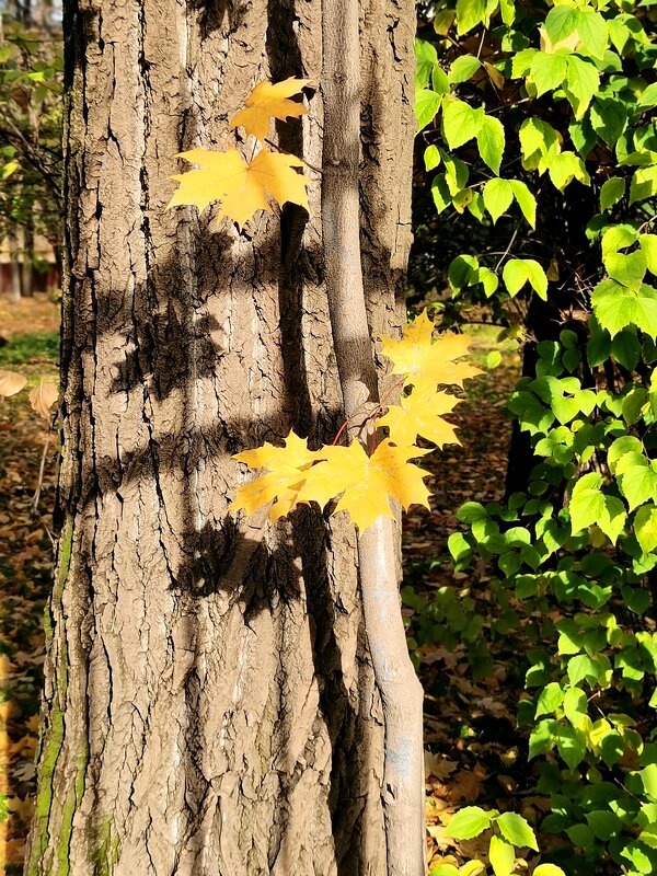 *** - Любимова Ольга 