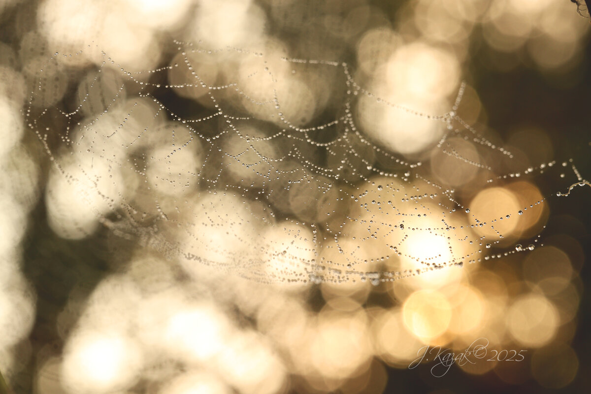 *** - Елена Kазак (selena1965)