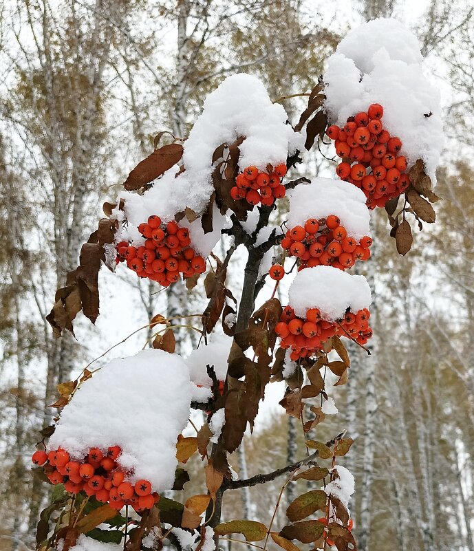 Рябинка приоделась . - Мила Бовкун