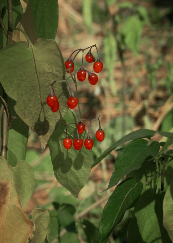 ягодки - Лера 