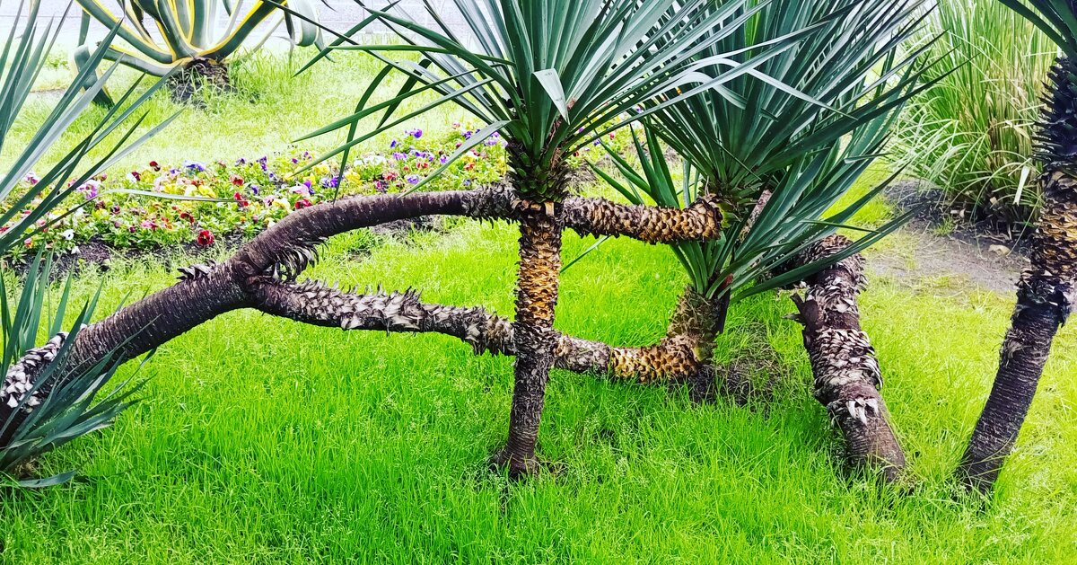 Упс - Serega SchütZ