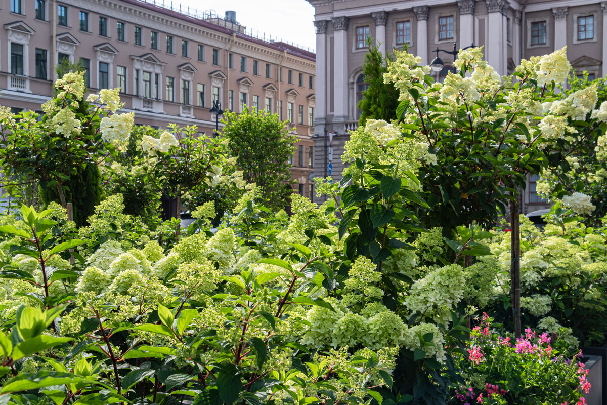 буйство гортензии - navalon M