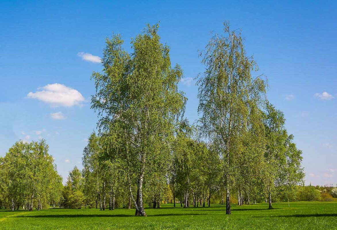 Берёзки. - Nik Lovec