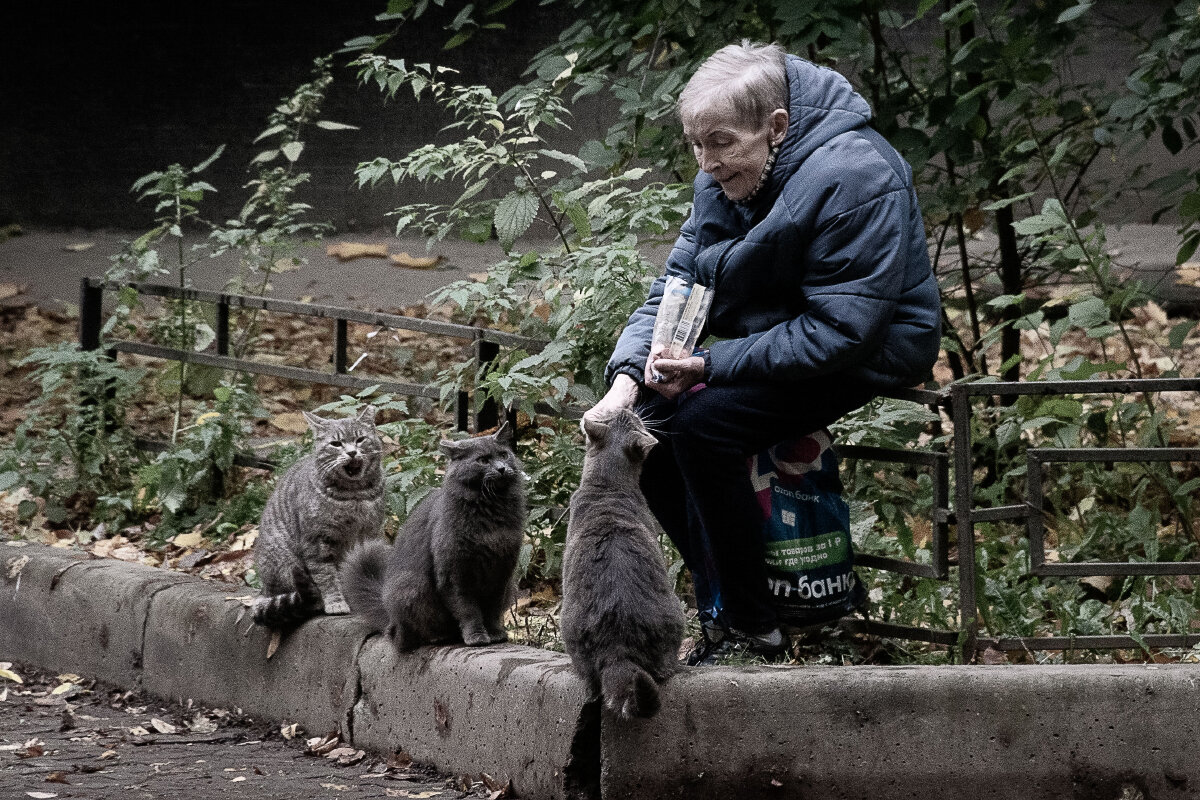 Про воспитанных питерских котов - Роман никандров