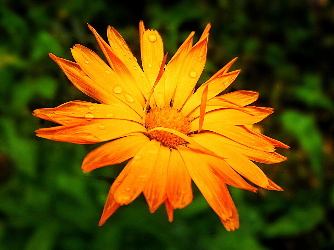 Вариации - Hope 