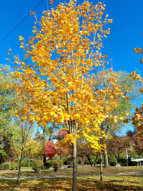 Ростовская осень - Нина Бутко Ростовская осень - Нина Бутко