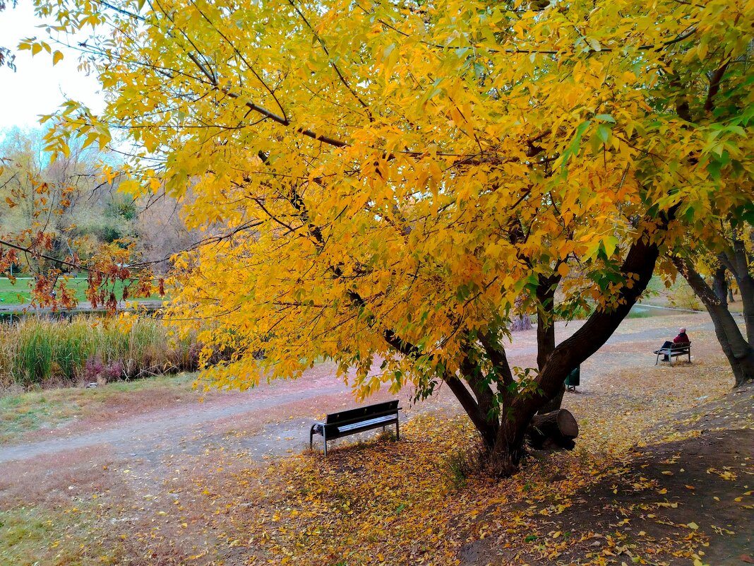 Осень в Самаре - Надежда 