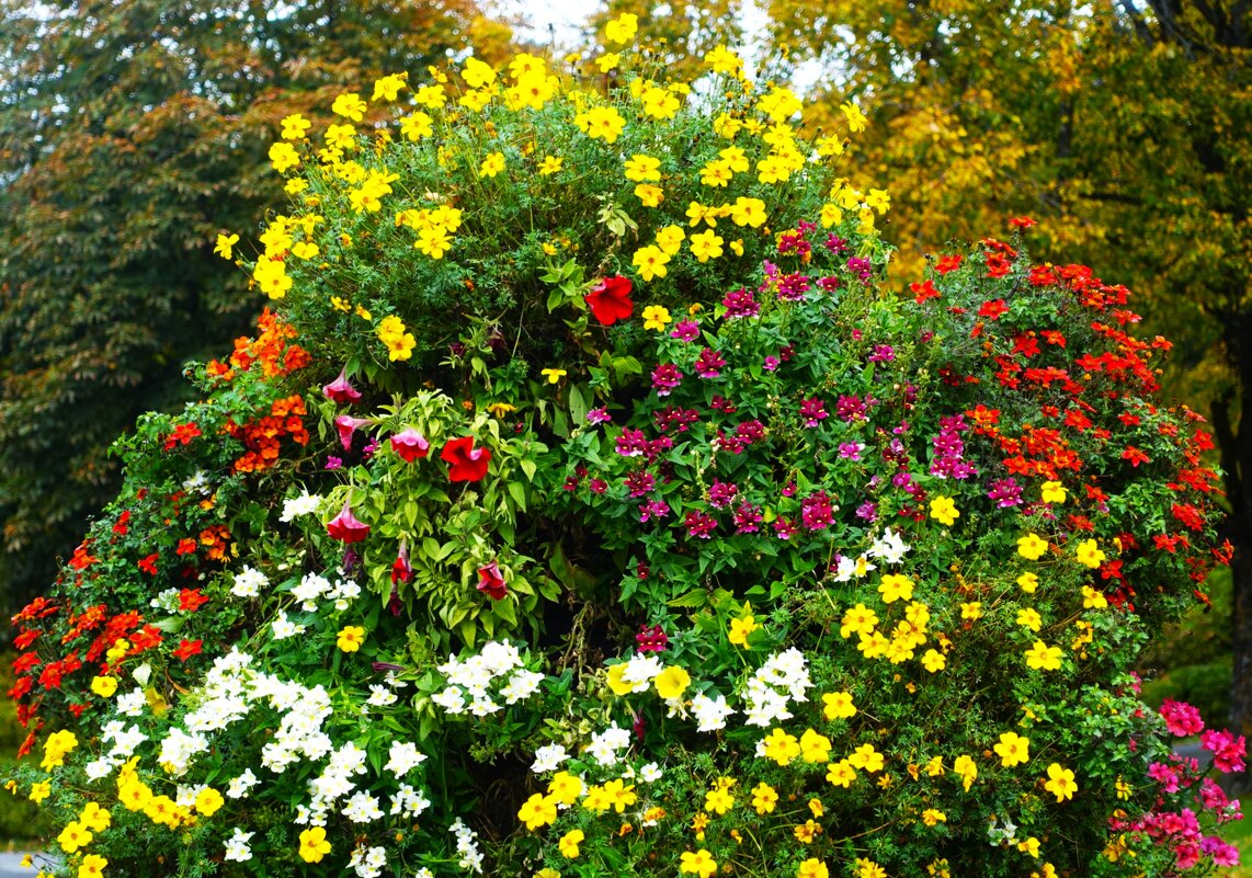 Цветы в центре города - Aida10 