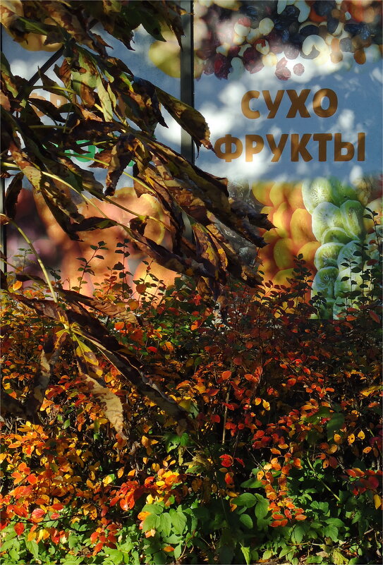 засушное - sv.kaschuk 