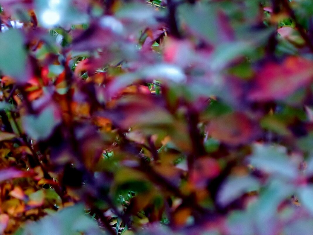 .. таинственное макро: увидев Это, я ужаснулась... - galalog galalog .. таинственное макро: увидев Это, я ужаснулась... - galalog galalog