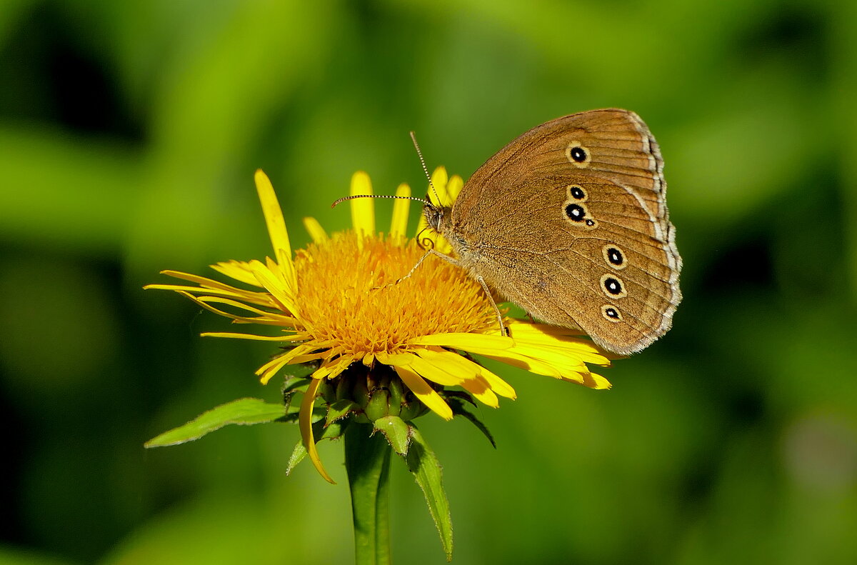 опять бабочки 11 - Александр Прокудин
