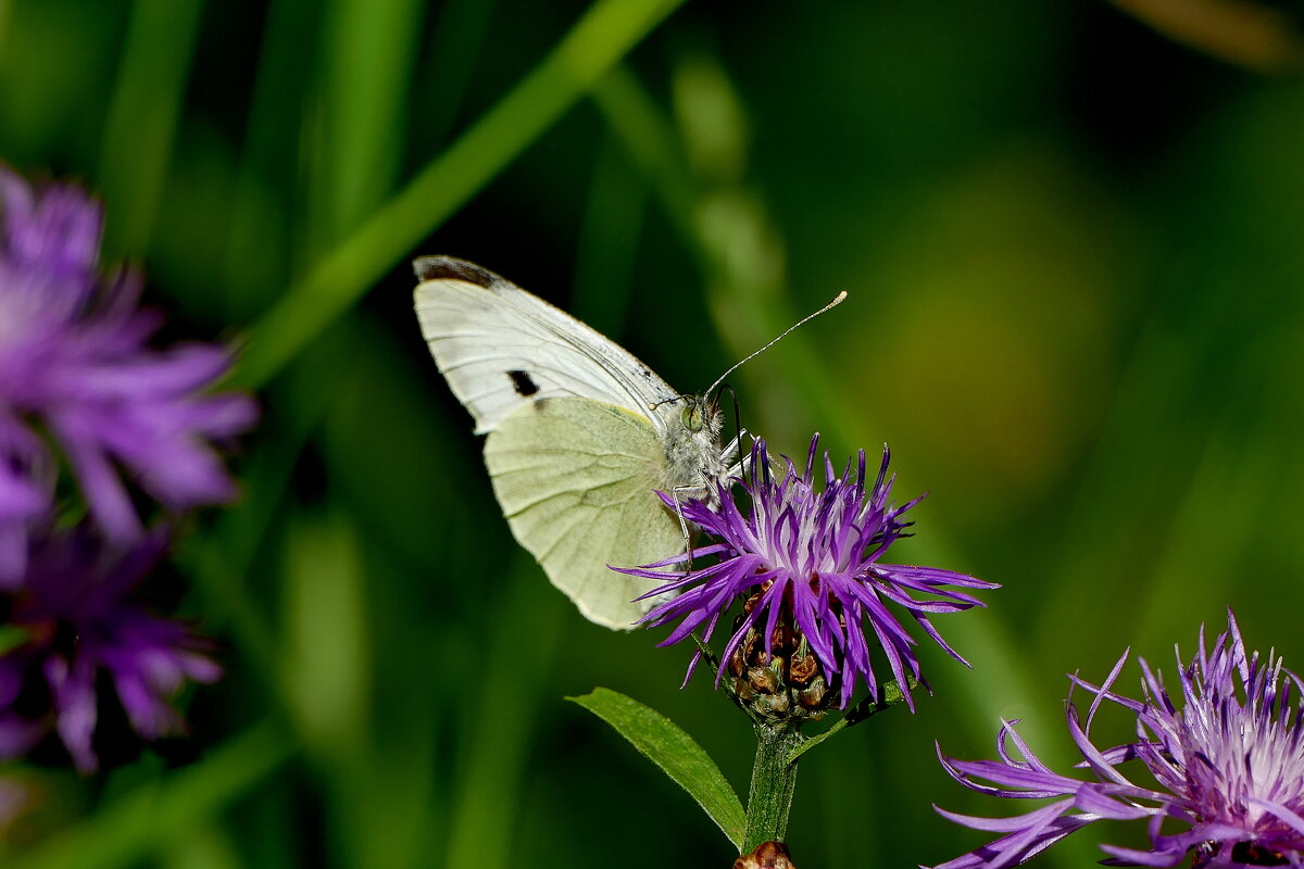 опять бабочки 12 - Александр Прокудин