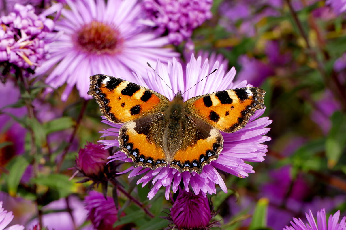 опять бабочки 15 - Александр Прокудин