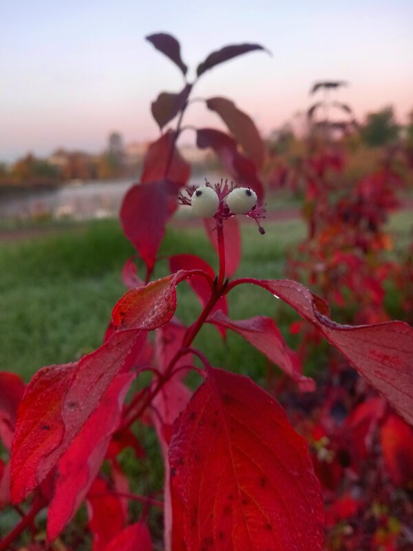 Рассвет - Сапсан 