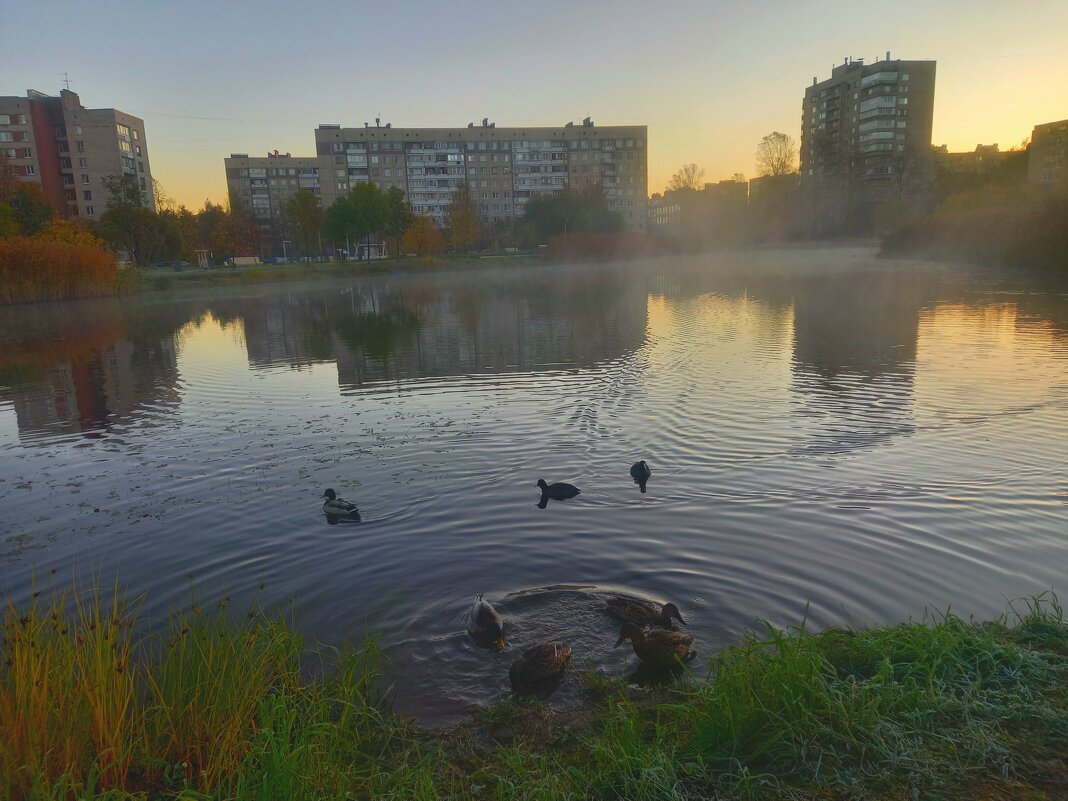 Утки на рассвете - Сапсан 