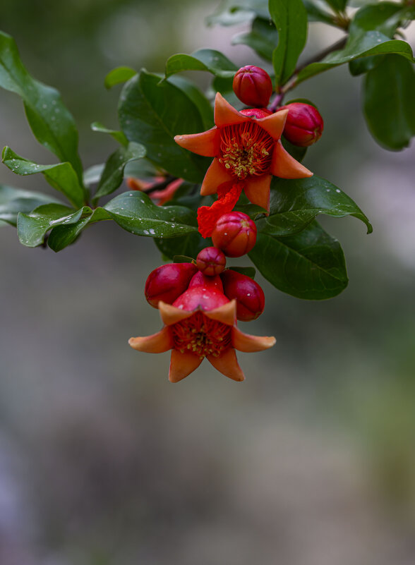 гранатовая коллекция - Осень 