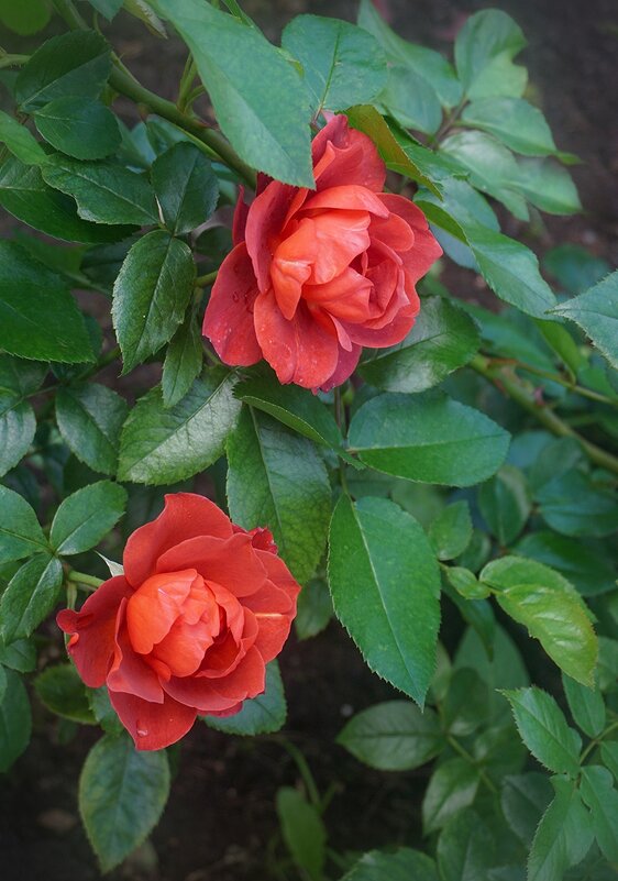 Летние розы - Ольга 