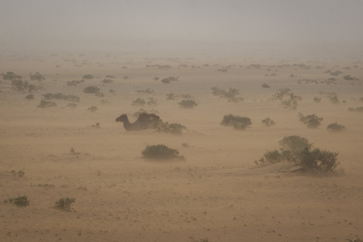 Верблюд пережидает пыльную бурю - Galina Верблюд пережидает пыльную бурю - Galina