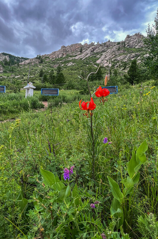 На альпийском лугу вокруг монастыря - Galina 