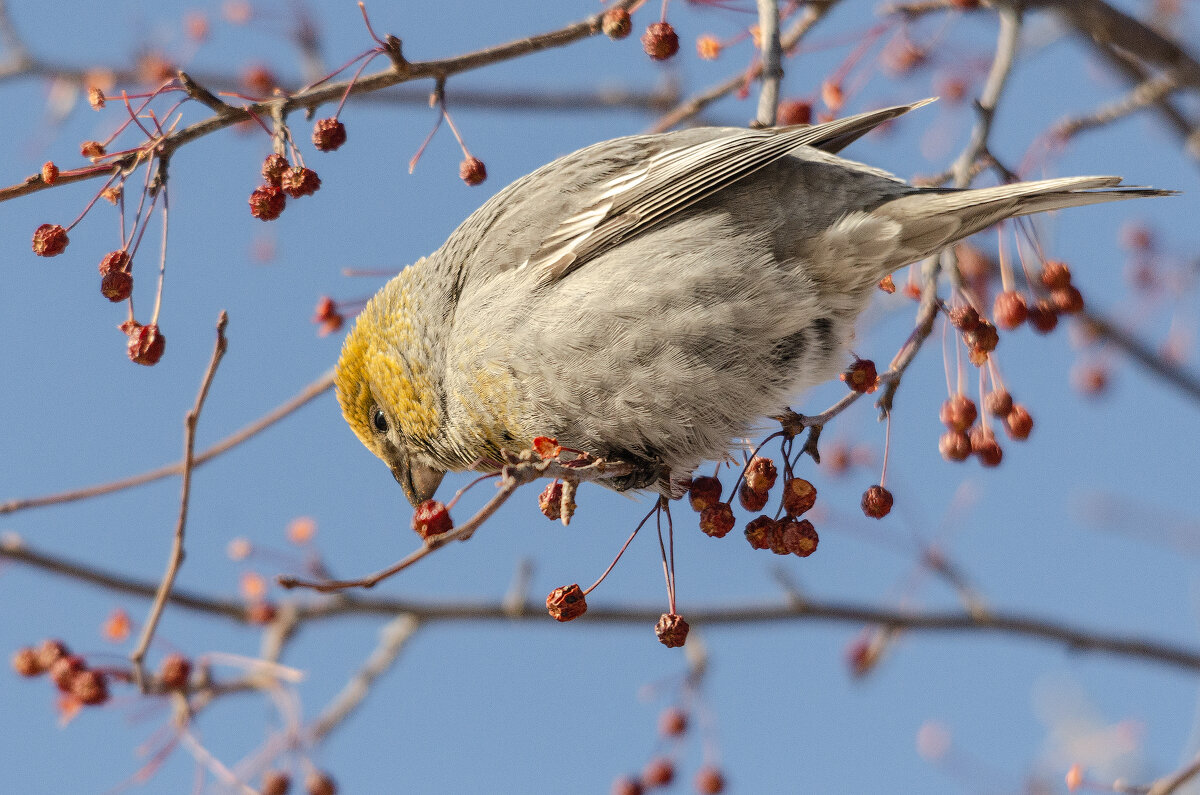 Щур - Виктор Иванович Чернюк Щур - Виктор Иванович Чернюк