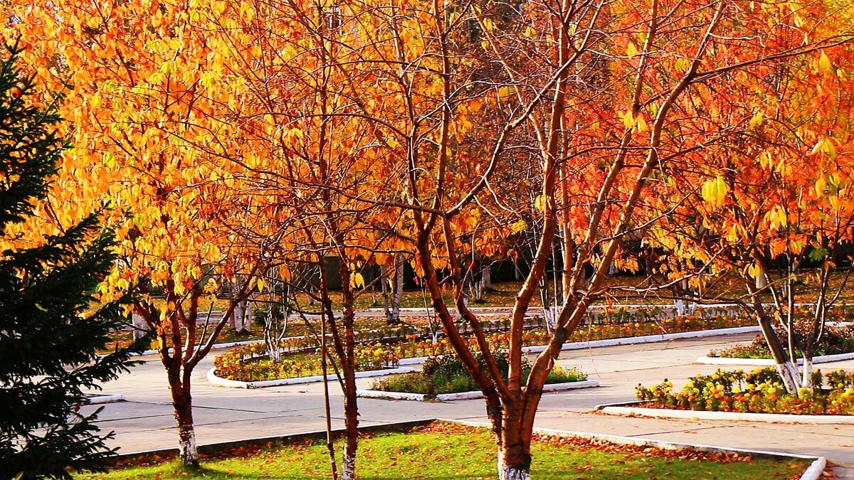 Осенний ковер в городском сквере! - Владимир 