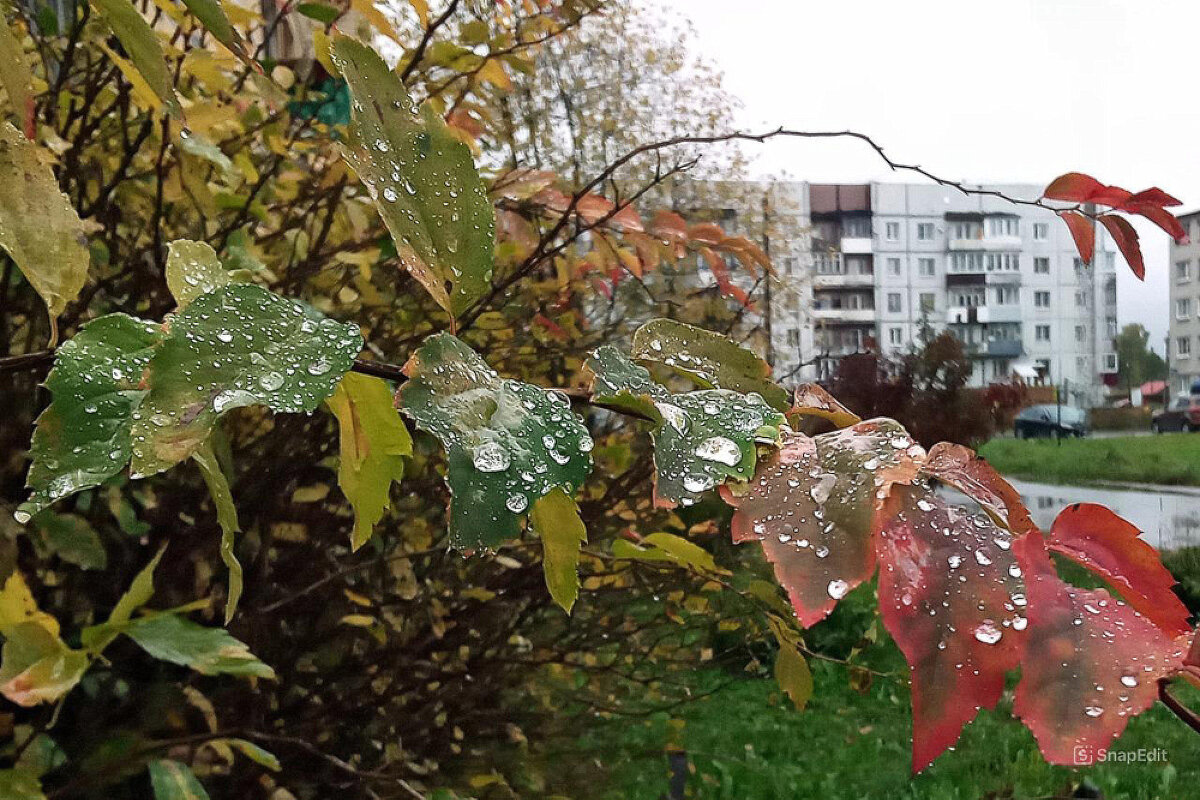 Капли  дождя - Фотогруппа Весна