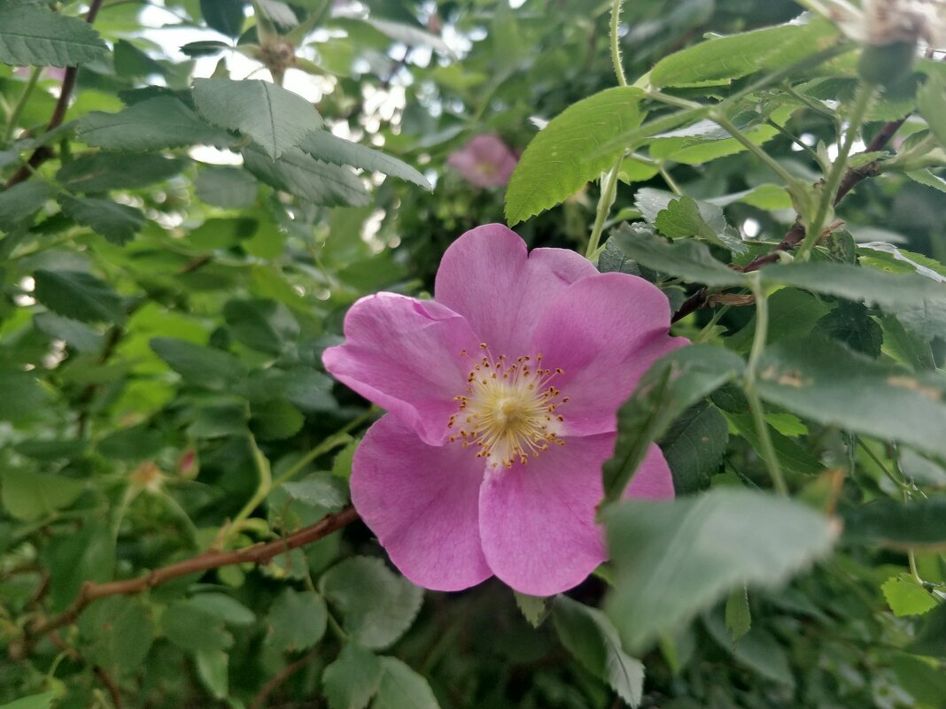Цветет шиповник... - Андрей Хлопонин