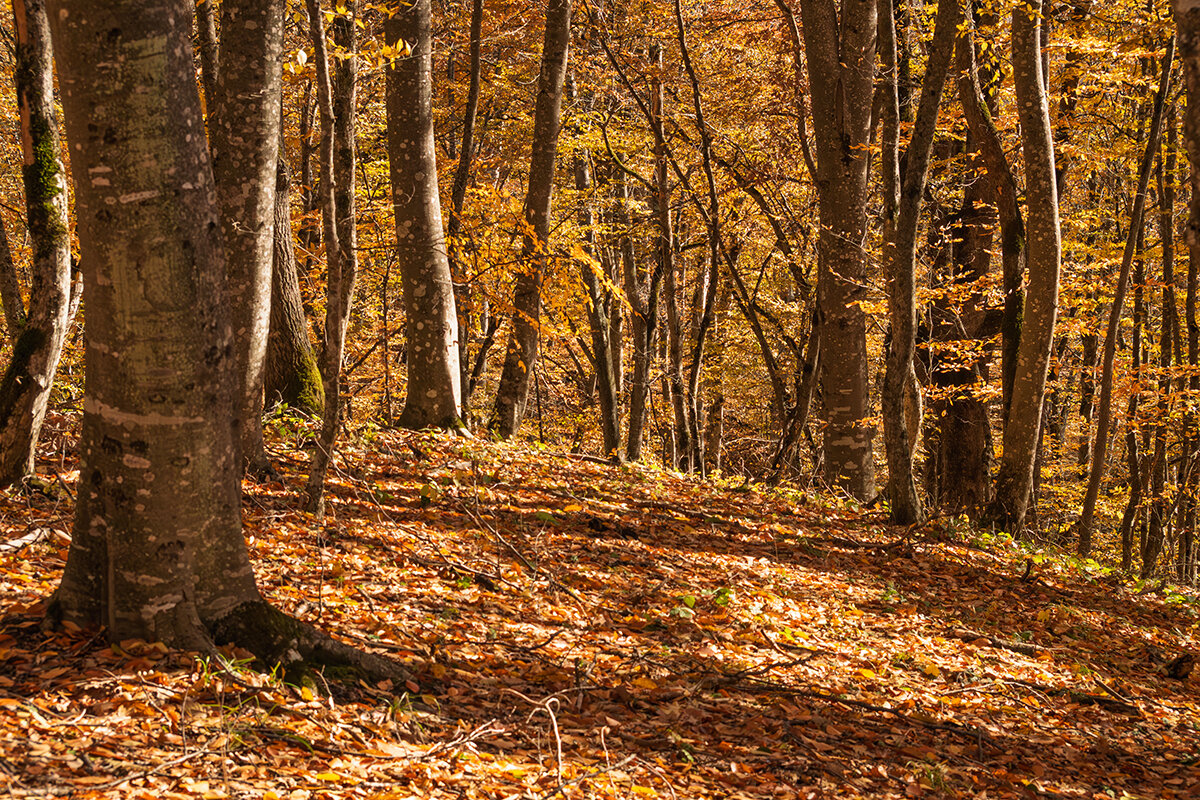 9 ноября 2024. Буковый лес в горах - Игорь Сикорский