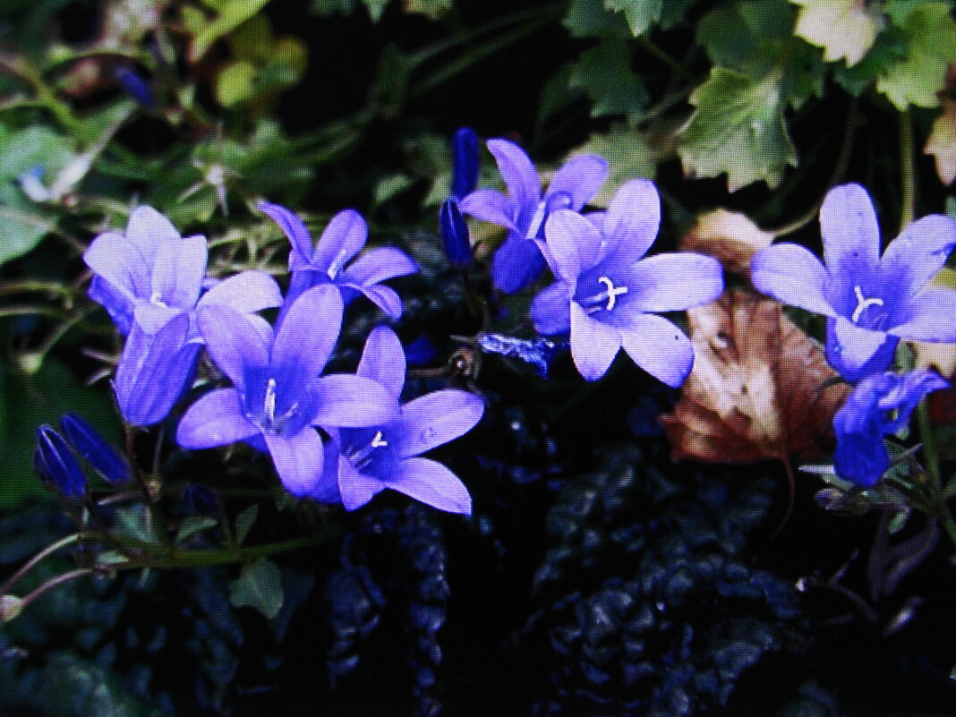 Нежное цветение - Людмила Смородинская