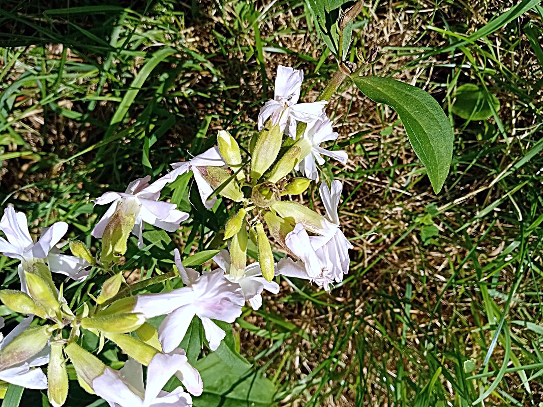Цветы и растения. - Владимир Драгунский