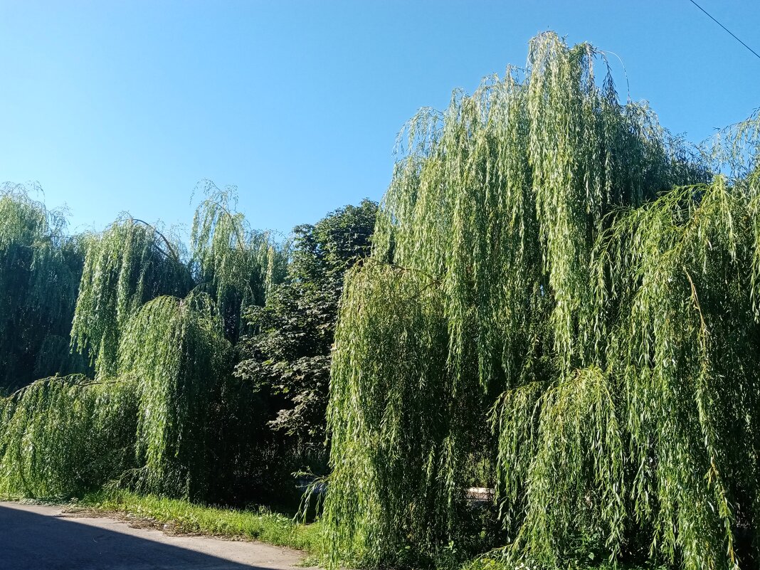 Цветы и растения. - Владимир Драгунский Цветы и растения. - Владимир Драгунский