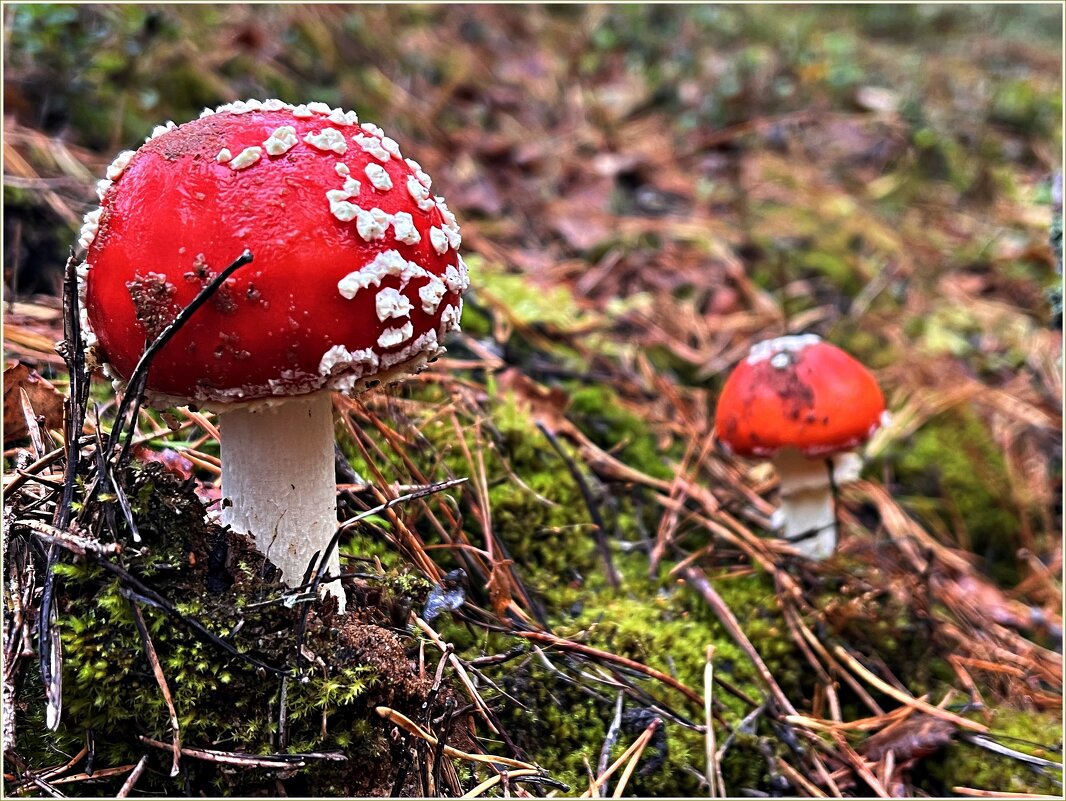 ******* - Валерия Комова