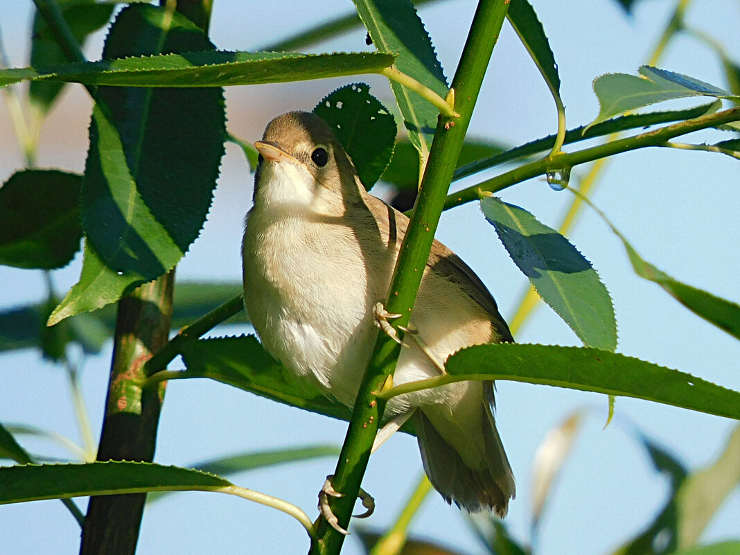 Камышовка - Лина 