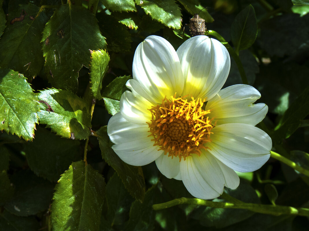 Георгина  белая - Валентин Семчишин